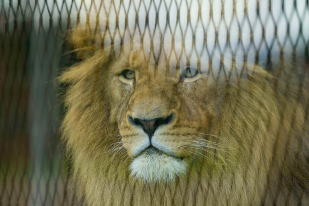 Caged lion